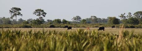 Ganado en los interminables campos. De fondo, los bosques