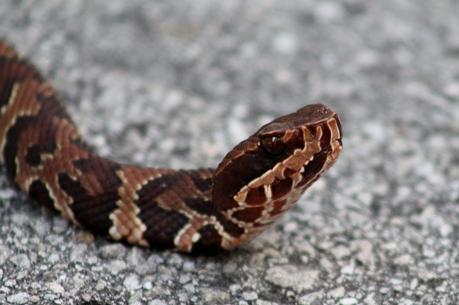 Cottonmouth / Water Moccasin Cottonmouth / Water Moccasin
