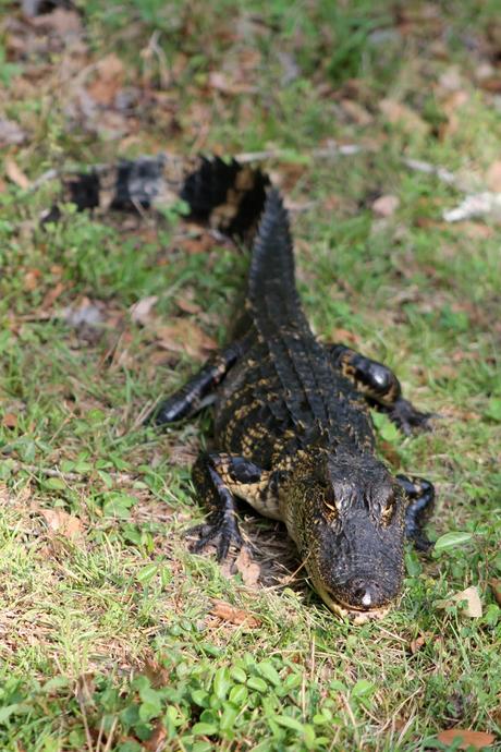 Alligator Alligator