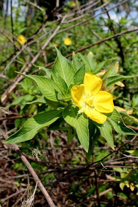 Flores silvestres Flores silvestres