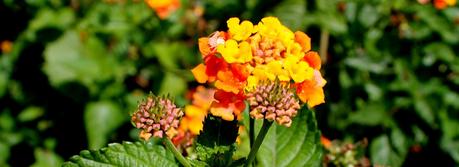 Flores silvestres Flores silvestres