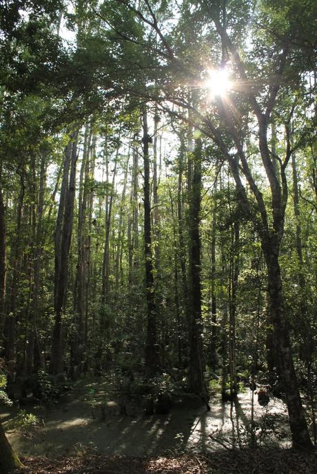 En el Green Swamp En el Green Swamp