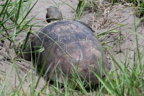 Tortuga Gopher Tortuga Gopher