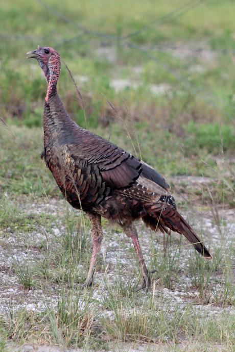 Pavo silvestre Pavo silvestre