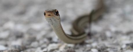 Fauna floridana Fauna floridana