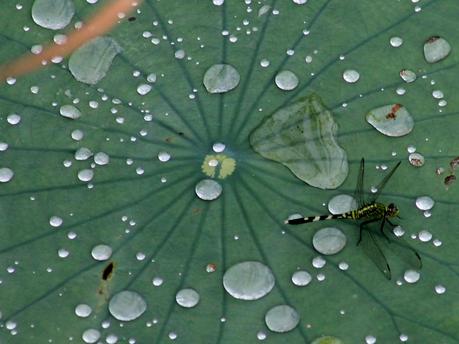 Libélula sobre un nenúfar Libélula sobre un nenúfar