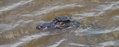 Alligator en Lake Jesup. Se dice que este es el lago con más caimanes del mundo. La cifra rondaría los 10.000 ejemplares Alligator en Lake Jesup. Se dice que este es el lago con más caimanes del mundo. La cifra rondaría los 10.000 ejemplares