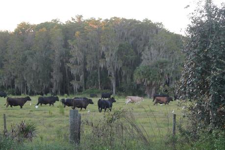 Ganado cerca de Samsula