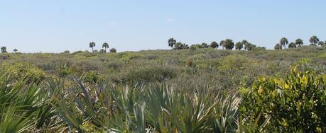 Turtle Mound