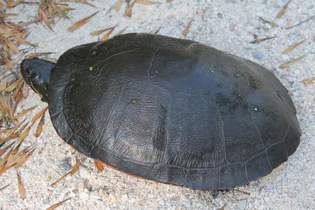 Tortuga