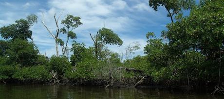 Manglares y paisaje costero en Weedon Island