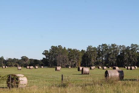 Heno en los campos Heno en los campos