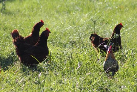 En los corrales En los corrales