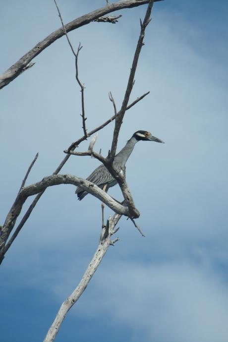 Fauna silvestre Fauna silvestre