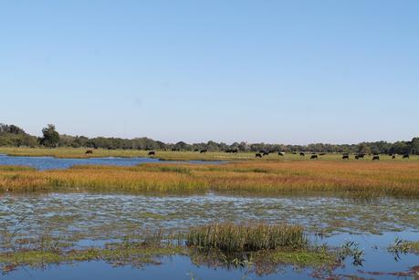 Vacas pastando en los humedales Vacas pastando en los humedales