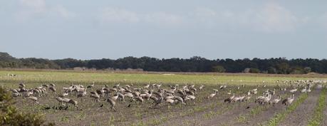 Concentración de Grullas Grus Canadensis o Sandhill Cranes.