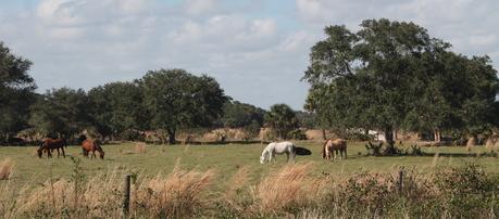 Ganado pastando en la Reservation Road
