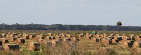 Balas de heno en los campos de Highlands County