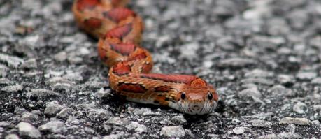 Corn Snake o Serpiente del Maíz Corn Snake o Serpiente del Maíz
