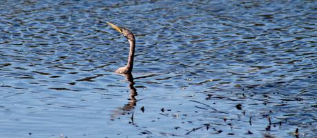 Anhinga o pájaro serpiente