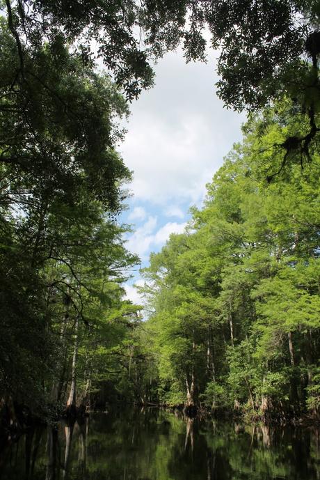 Withlacoochee River Withlacoochee River