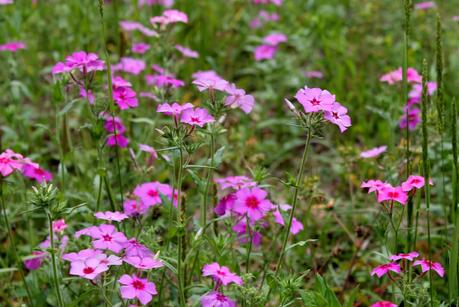 Flores silvestres Flores silvestres