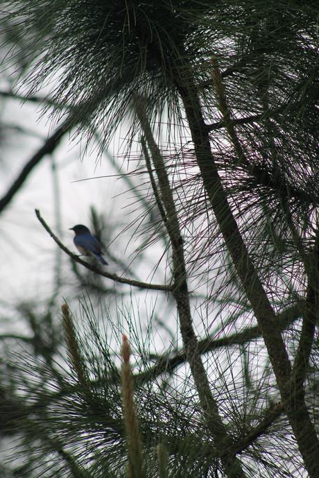 Aves y detalles del camino Aves y detalles del camino