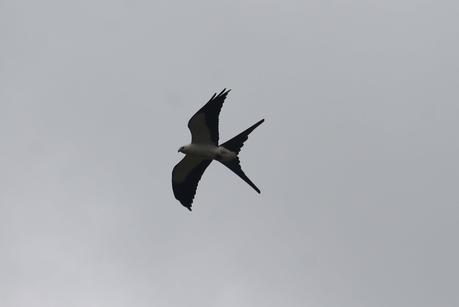 Swallow-Tailed Kite Swallow-Tailed Kite