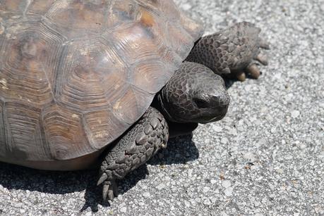 Gopher Tortoise Gopher Tortoise