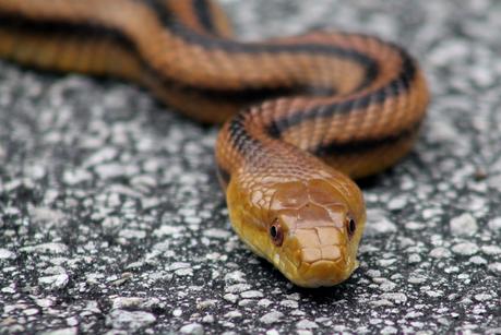 Yellow Rat Snake Yellow Rat Snake