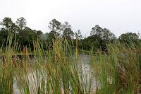 Twelve Mile Swamp Twelve Mile Swamp