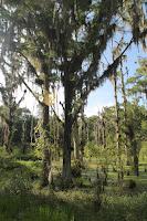 Zonas pantanosas Zonas pantanosas