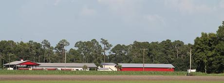Entre las plantaciones Entre las plantaciones