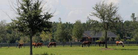 Caballos en una de tantas fincas