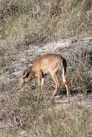 Ciervo de cola blanca