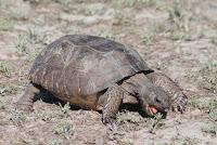 Gopher Tortoise