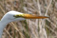 Great White Egret