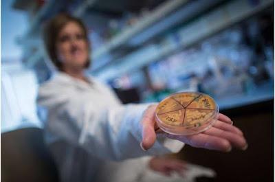 Los microbios influyen en el comportamiento y protegen el intestino