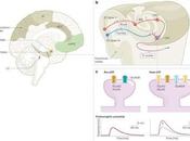 ¿Porqué dormir alivia angustia según Neurobiología?