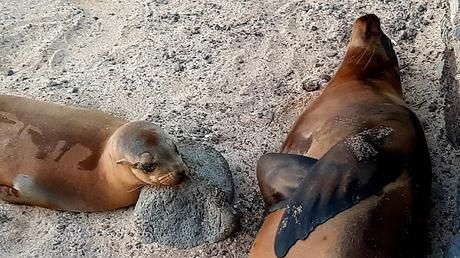 GALÁPAGOS: SAN CRISTÓBAL,  LA ISLA MÁS ORIENTAL