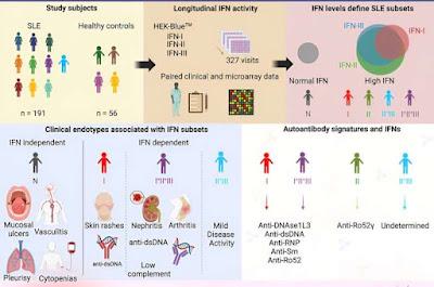 Proteínas antivirales son responsables de los síntomas del lupus Proteínas antivirales son responsables de los síntomas del lupus