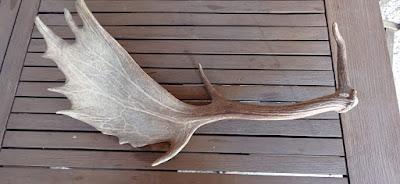 La vívora con patas del Moncayo.