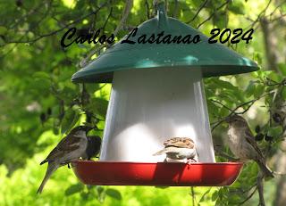 La vívora con patas del Moncayo.