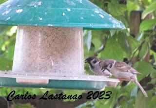 La vívora con patas del Moncayo.