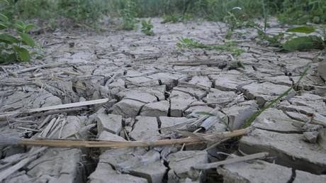 Europa ya sufre dificultades en el acceso a alimentos por las olas de calor y la sequía Europa ya sufre dificultades en el acceso a alimentos por las olas de calor y la sequía