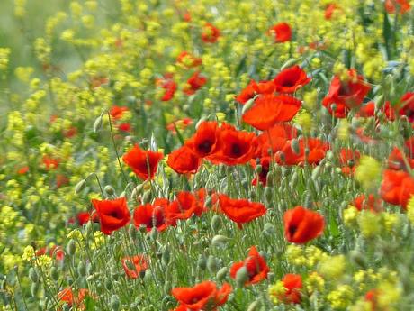 NOCHES DE INSOMNIO NOCHES DE INSOMNIO