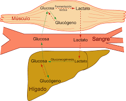 El lactato rivaliza con la glucosa como principal combustible