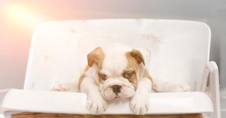 Cómo proteger a las mascotas de los golpes de calor