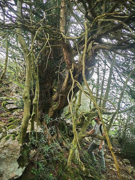 Moncuevo, Gamonal y recorrido por el norte del Aramo Moncuevo, Gamonal y recorrido por el norte del Aramo