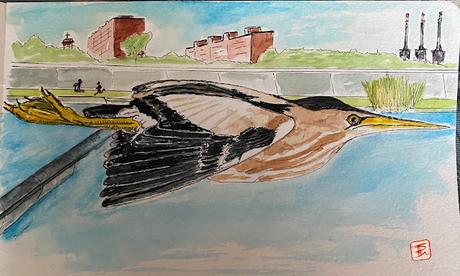 Avetorillo en el Parc Fluvial.